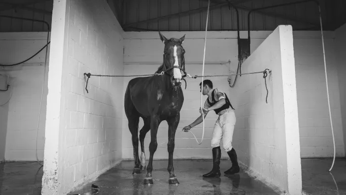 Cheval douche